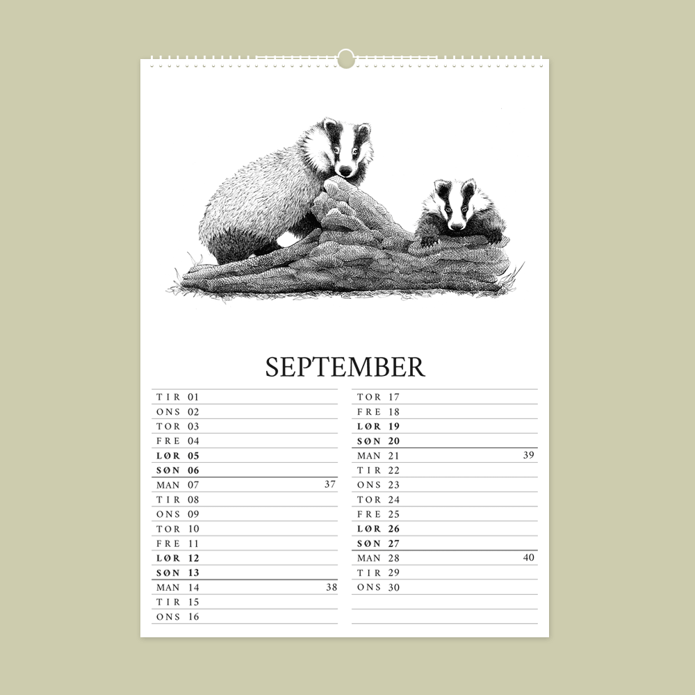 2026 kalender med dyr fra den danske natur. September er med grævlinge.