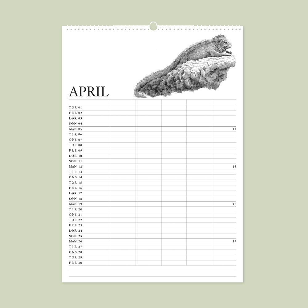 2027 familiekalender. Galapagos. 12 håndtegnede illustrationer af Bettina Lehmann. Havleguan i april