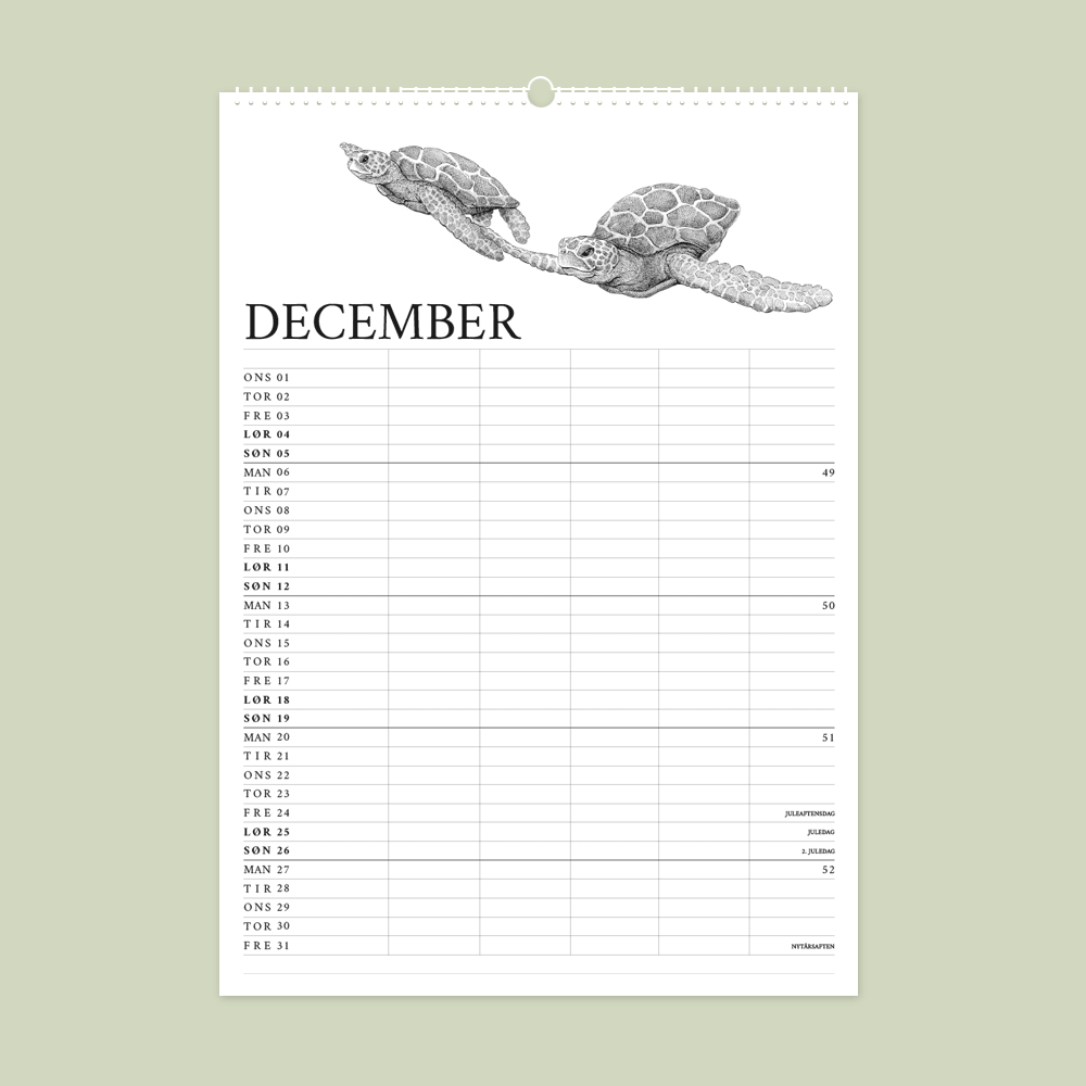 2027 familiekalender. Galapagos. 12 håndtegnede illustrationer af Bettina Lehmann. Havskildpadder i december