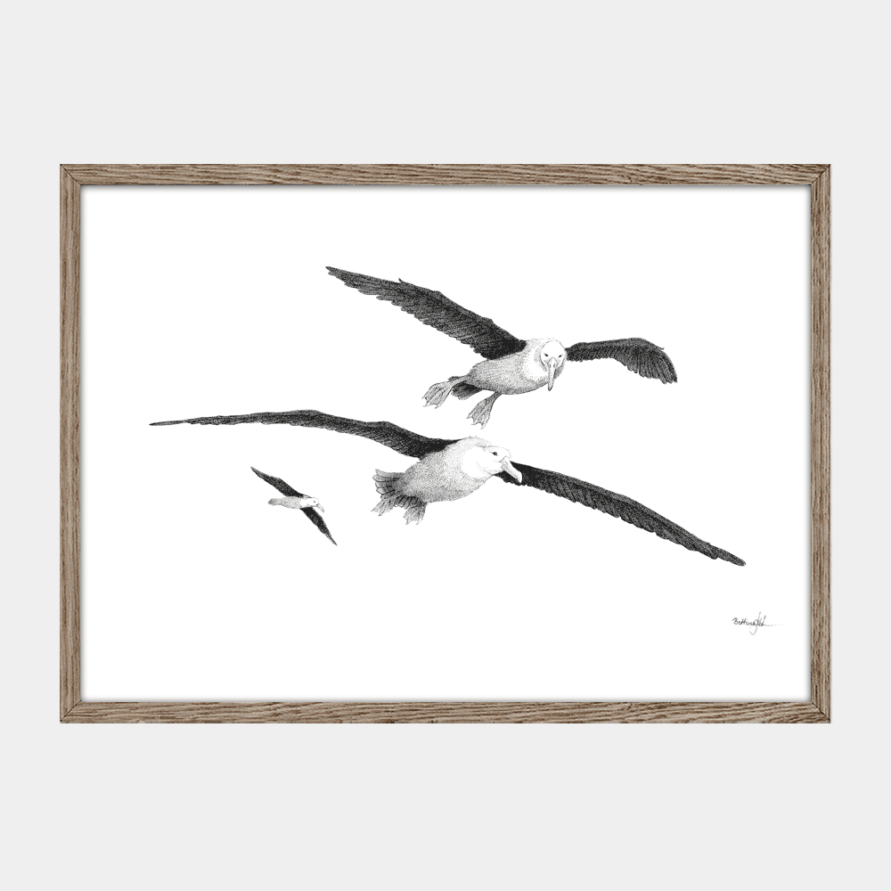 Håndtegnet sort-hvid plakat med albatrosser – detaljeret tuschtegning af fugle i flugt over havet.