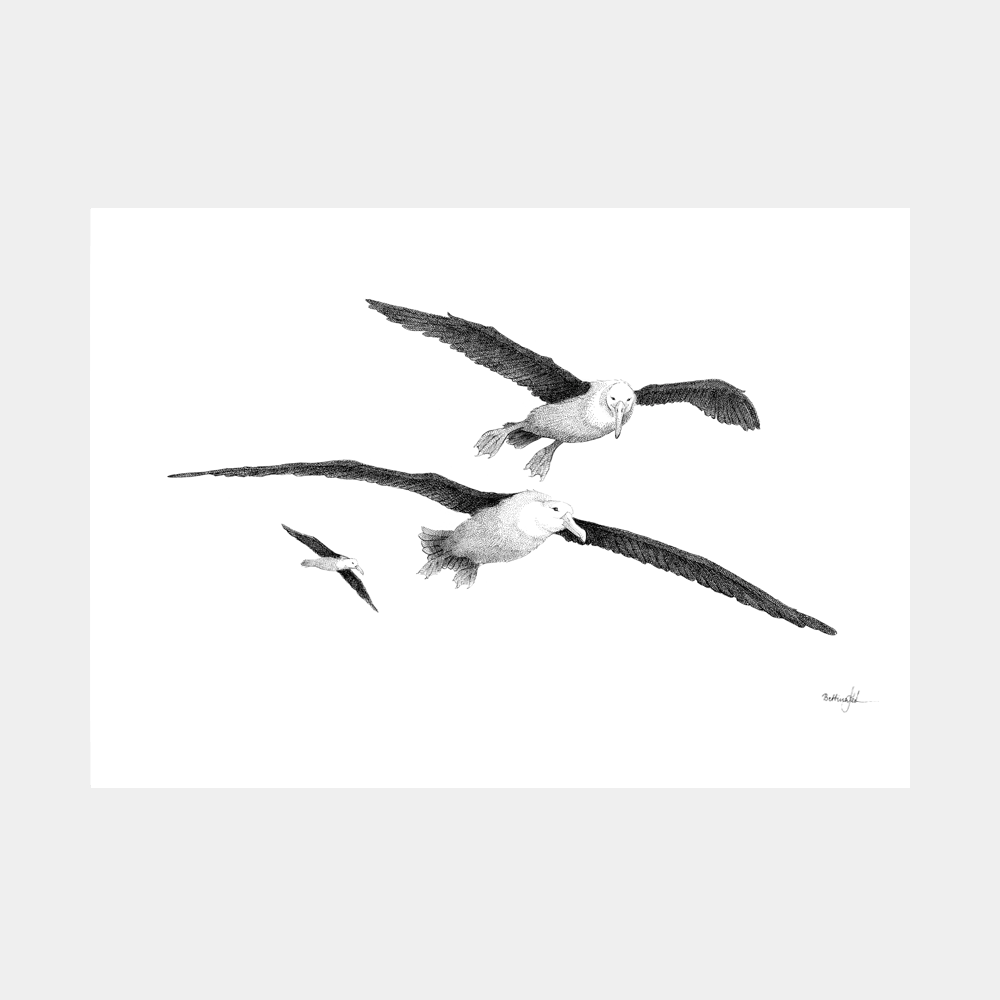 Håndtegnet sort-hvid plakat med albatrosser – detaljeret tuschtegning af fugle i flugt over havet.