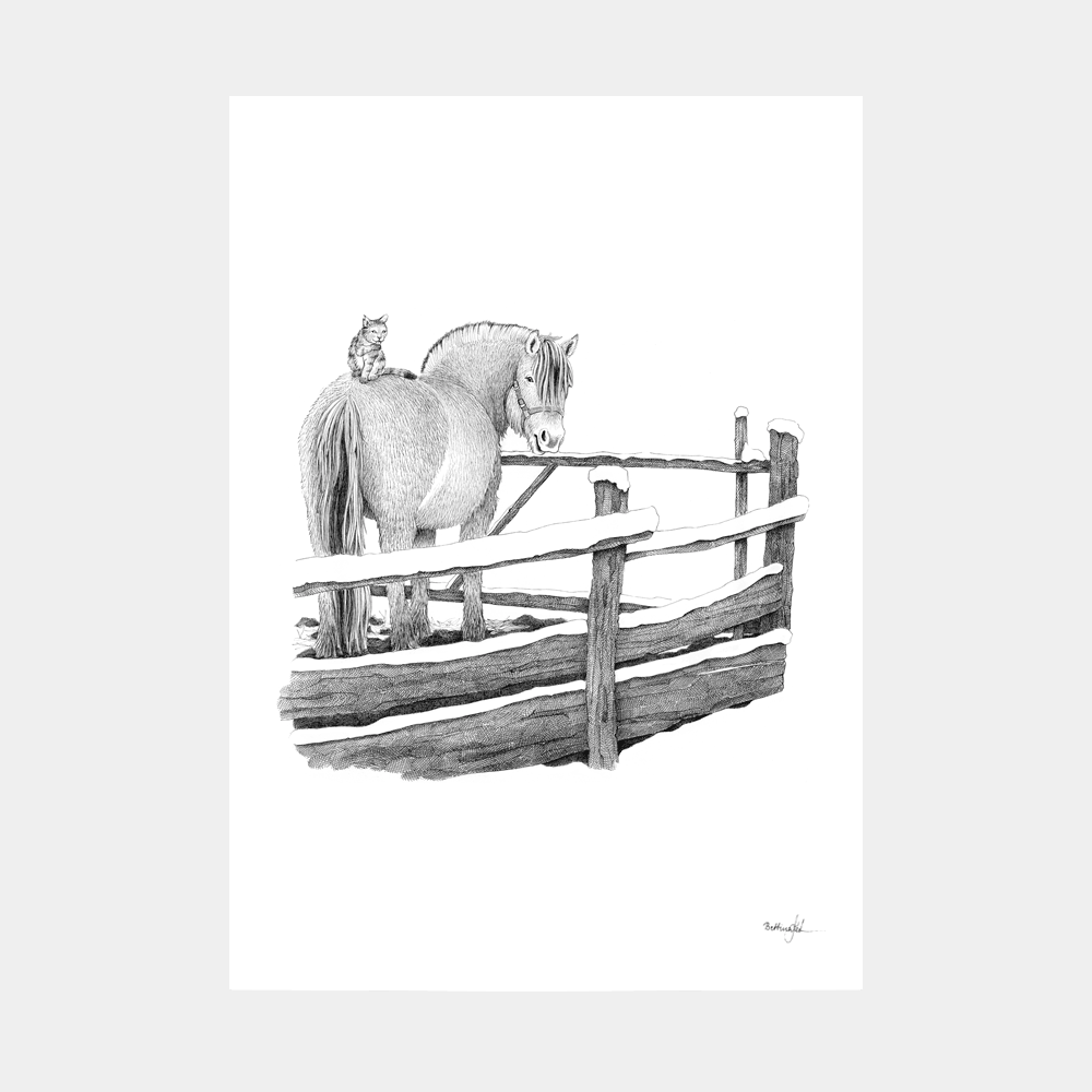 Håndtegnet sort-hvid illustration af en fjordhest med en kat på ryggen, stående i en fold omkranset af hegn. Et roligt og nærværende motiv.