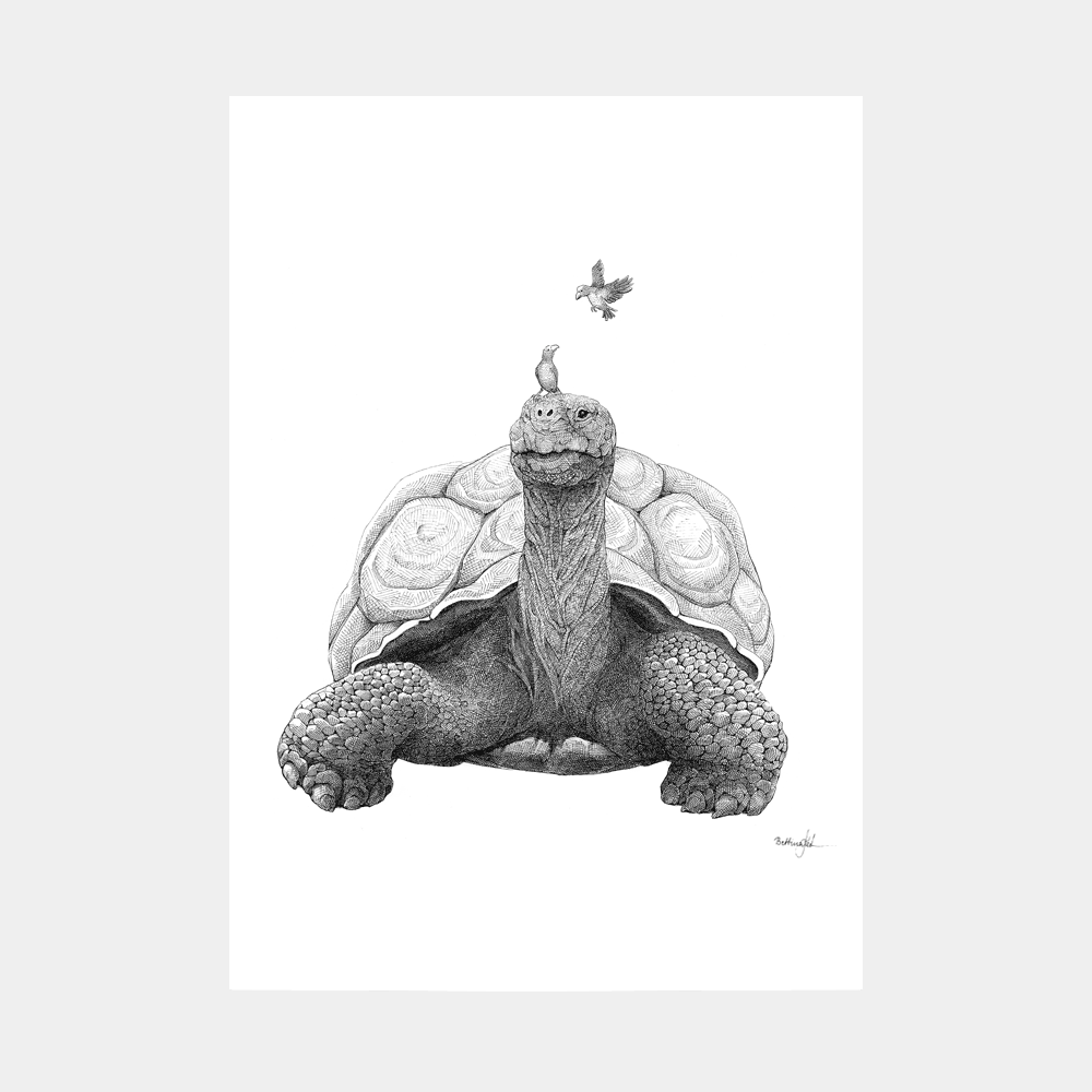 Håndtegnet sort-hvid plakat med skildpadde og fugl – detaljeret tuschtegning, der viser naturens samarbejde.