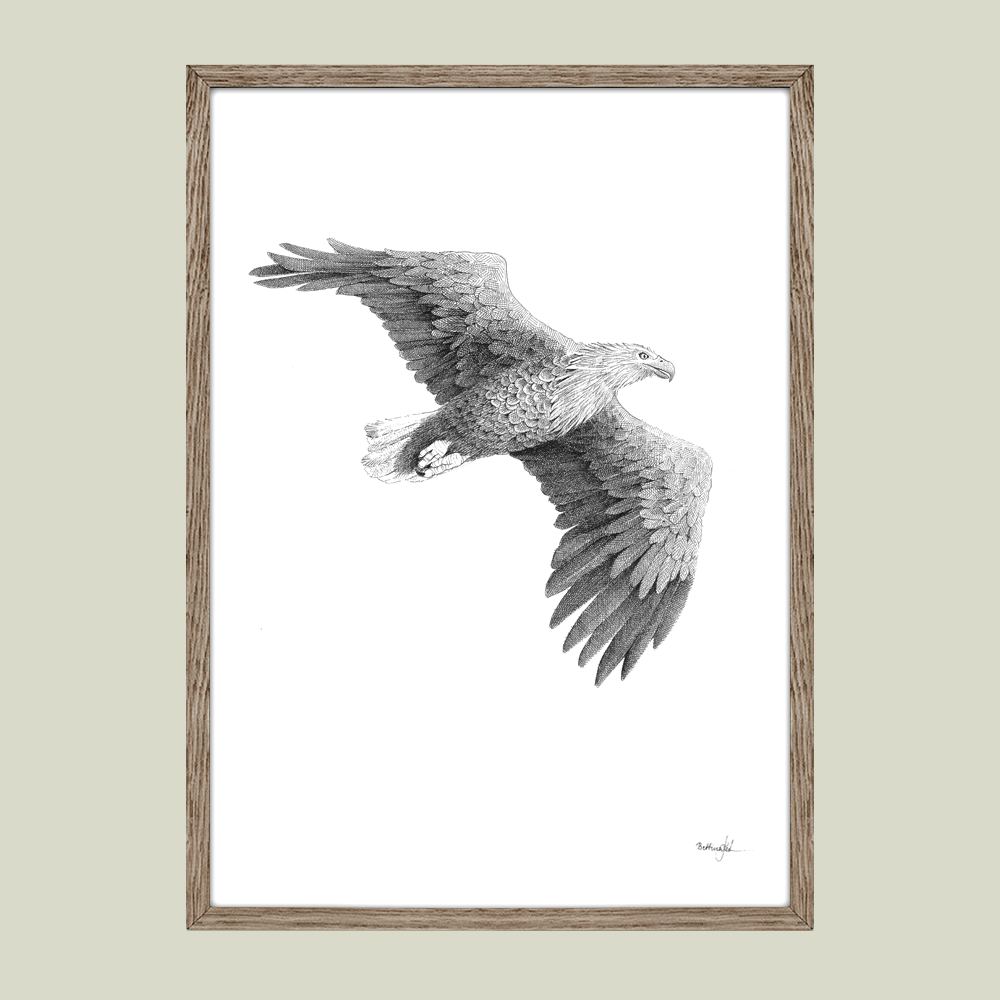 Håndtegnet plakat med havørn – “Der hvor vinden bærer”. Et roligt og kraftfuldt motiv fra serien Ved havet, inspireret af frihed, natur og balance. Trykt i Danmark.
