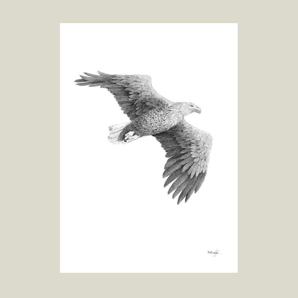 Håndtegnet plakat med havørn – “Der hvor vinden bærer”. Et roligt og kraftfuldt motiv fra serien Ved havet, inspireret af frihed, natur og balance. Trykt i Danmark.