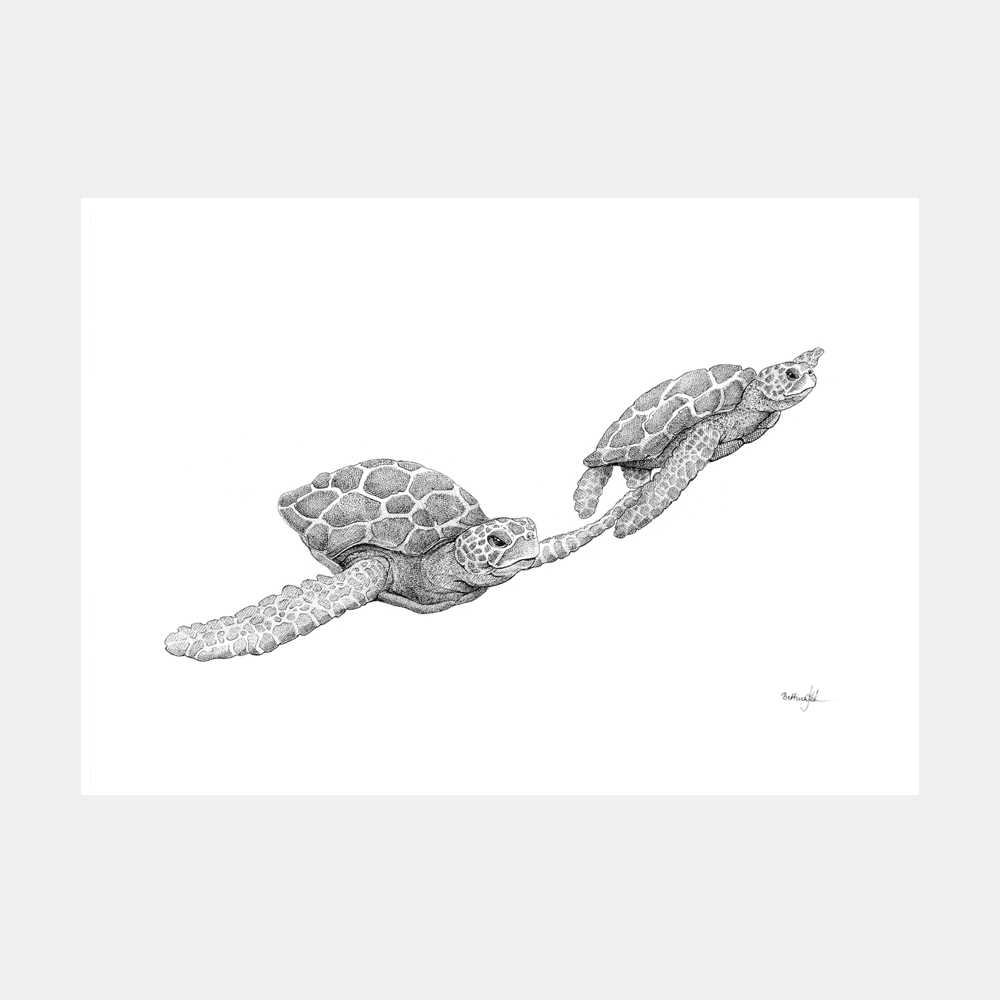 Håndtegnet sort-hvid plakat med to havskildpadder – detaljeret tuschtegning af svømmende skildpadder i vandet.
