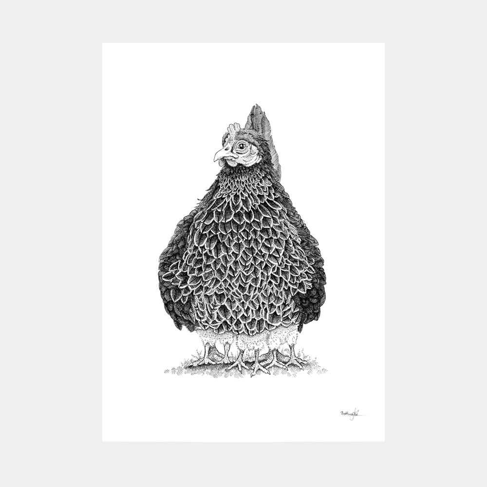 Håndtegnet sort-hvid illustration af en høne, hvor kyllingerne samler sig under hende i en tæt klynge. Et varmt og trygt bondegårdsmotiv.