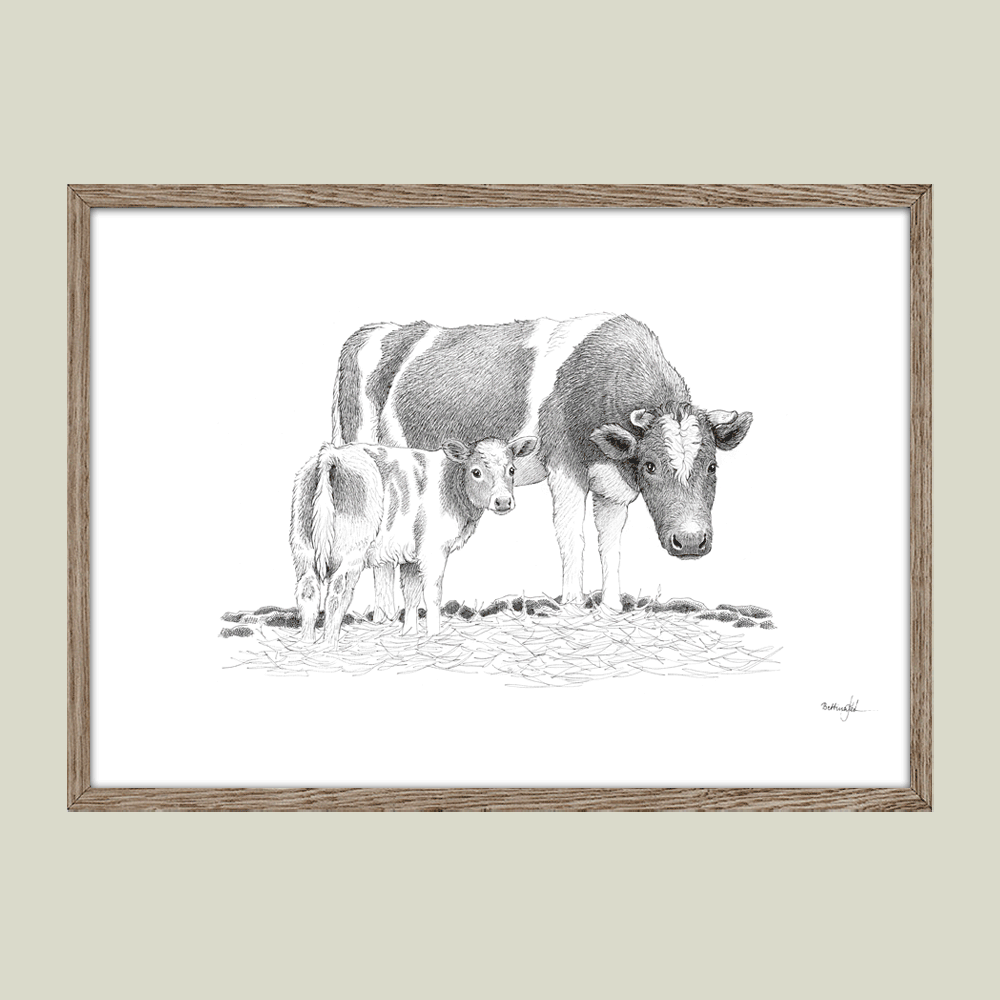 Håndtegnet sort-hvid illustration af en ko og hendes nyfødte kalv, stående tæt sammen i et roligt marklandskab.