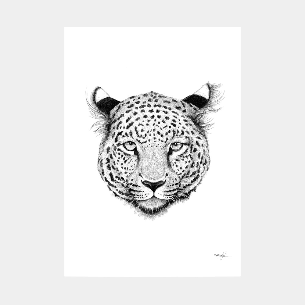 Håndtegnet sort-hvid plakat med leopard – detaljeret tuschtegning af leopardhoved med intenst blik.