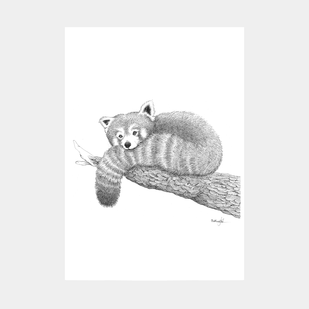 Håndtegnet sort-hvid plakat med rød panda – detaljeret tuschtegning af rød panda på gren.