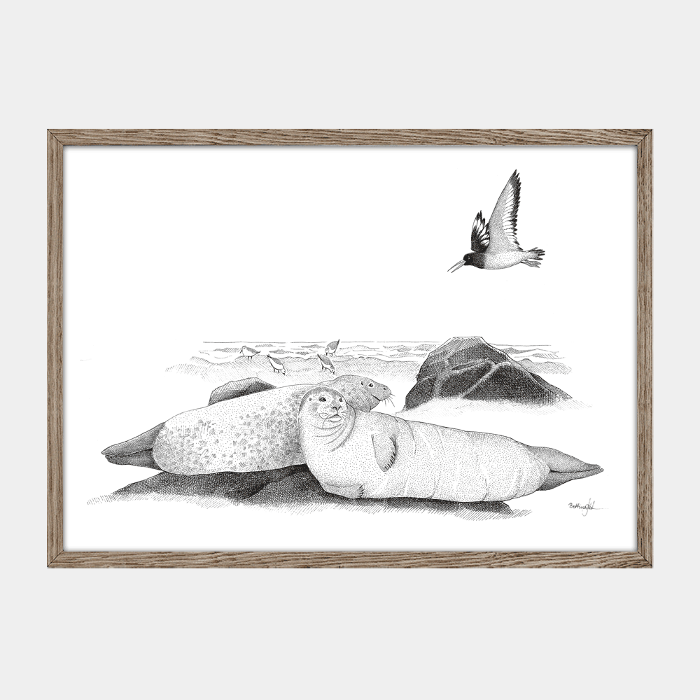 Håndtegnet plakat “Hvor havet hviler”. Poetisk motiv med sæler i solen ved kysten. Del af serien Ved havet – ro, natur og eftertanke. Trykt i Danmark.