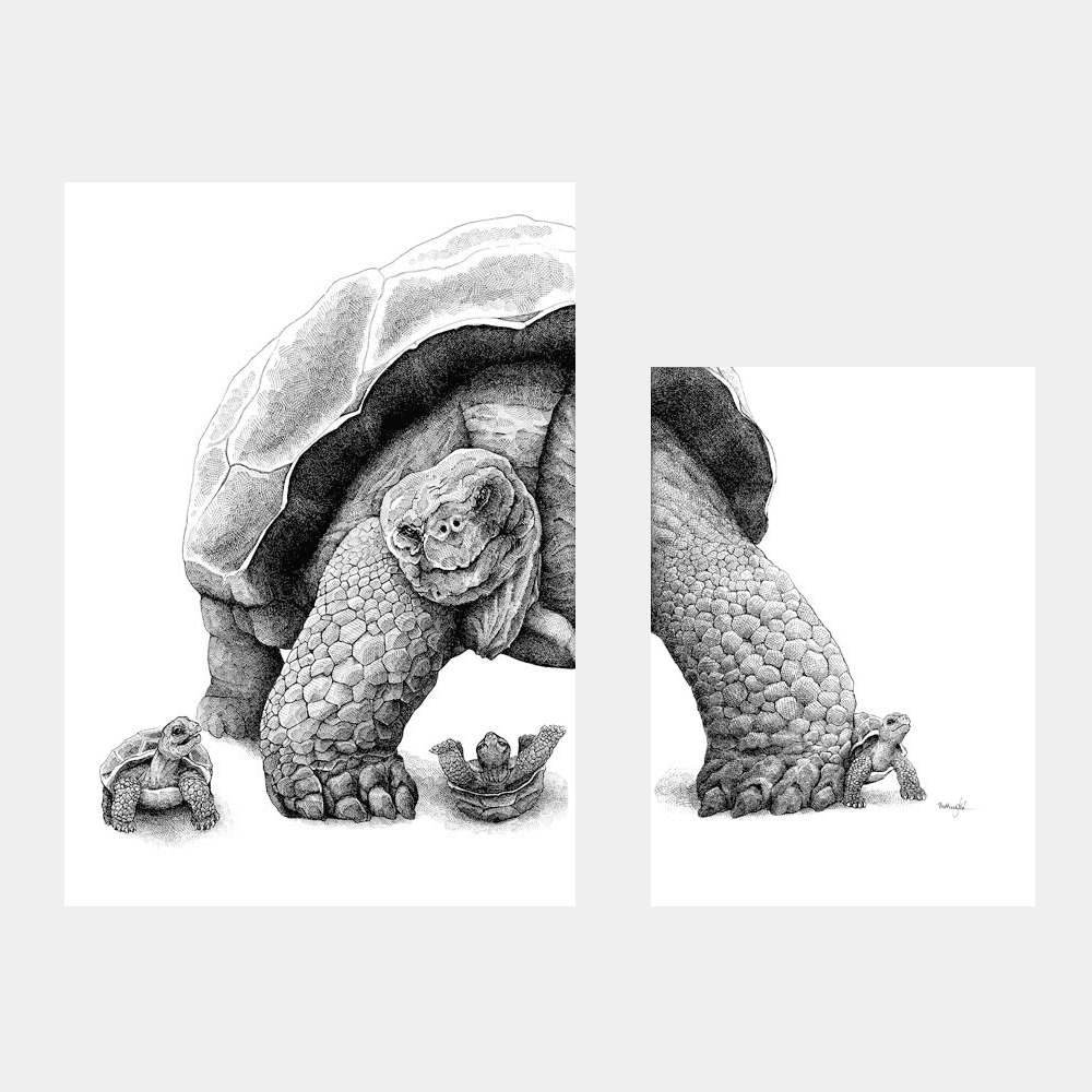 Plakatsæt med galapagosskildpadder