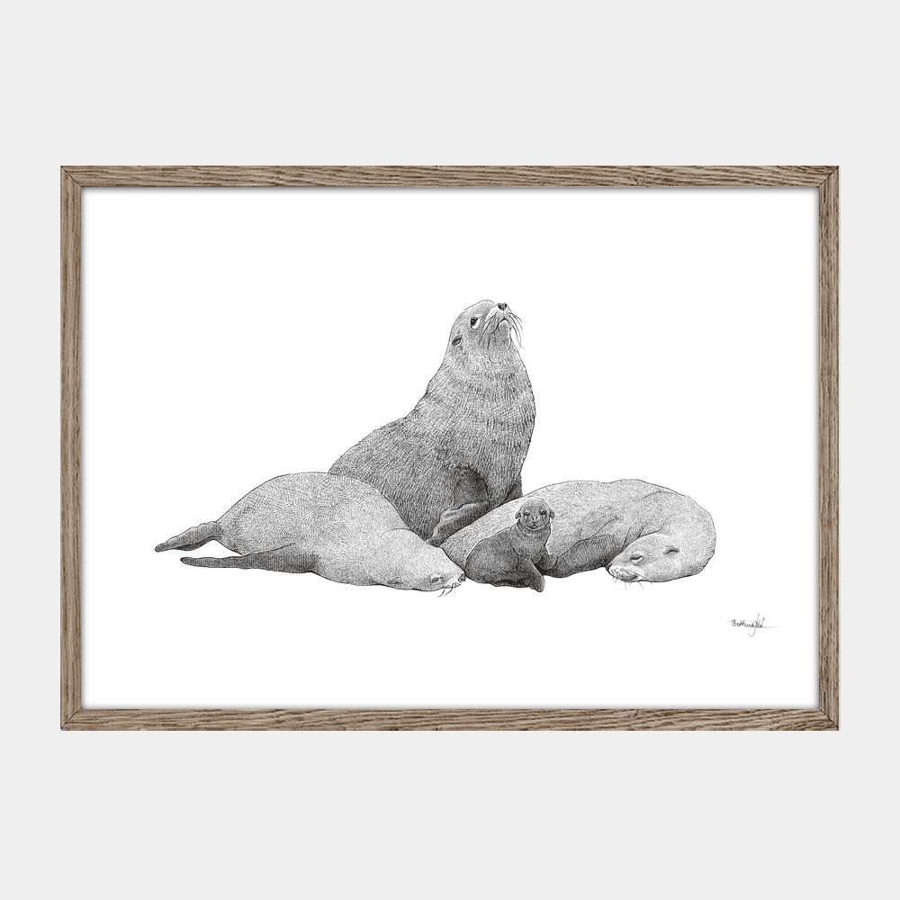 Håndtegnet sort-hvid plakat med Galápagos-søløver – detaljeret tuschtegning af søløvefamilie med unge.