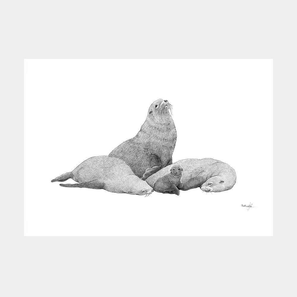 Håndtegnet sort-hvid plakat med Galápagos-søløver – detaljeret tuschtegning af søløvefamilie med unge.
