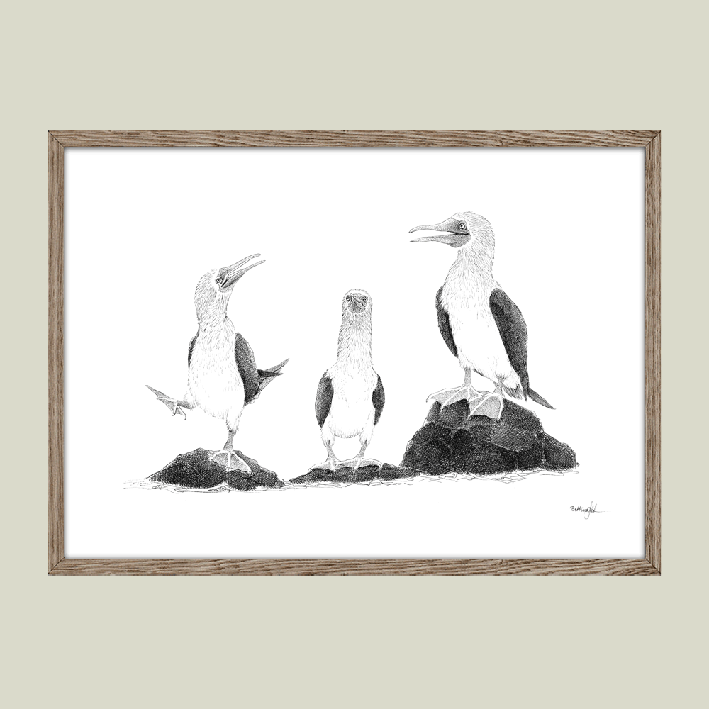 Håndtegnet sort-hvid plakat med blåfodede suler – detaljeret tuschtegning af tre fugle på klipperne.