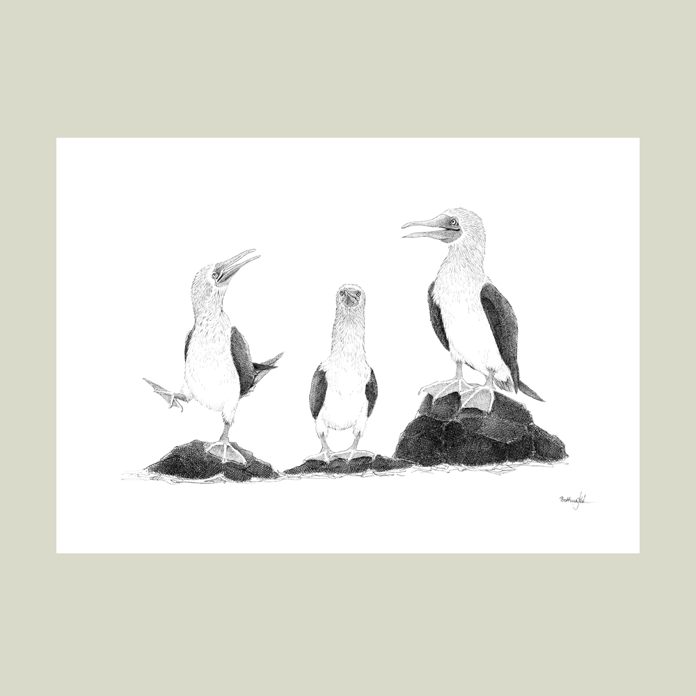 Håndtegnet sort-hvid plakat med blåfodede suler – detaljeret tuschtegning af tre fugle på klipperne.