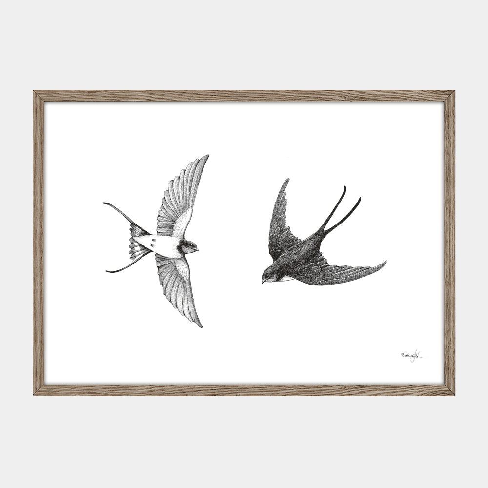 Håndtegnet plakat med to svaler i flugt. Et naturmotiv fra serien “I haven og skoven”, trykt i Danmark på mat kunstpapir – dansk design med sjæl.