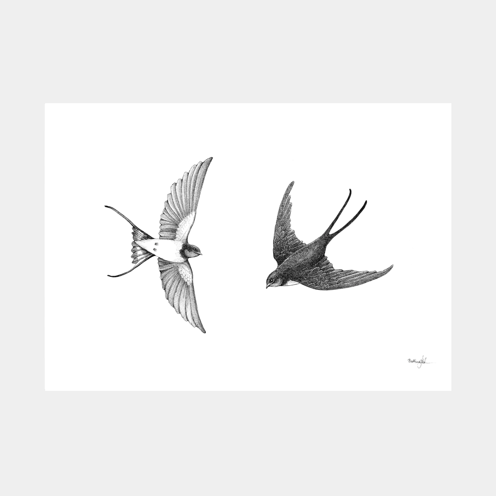 Håndtegnet plakat med to svaler i flugt. Et naturmotiv fra serien “I haven og skoven”, trykt i Danmark på mat kunstpapir – dansk design med sjæl.