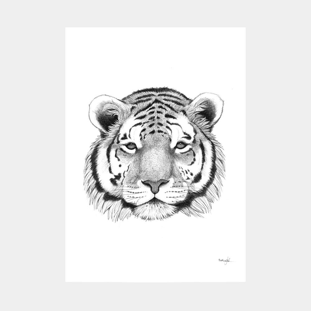 Håndtegnet sort-hvid plakat med tiger – detaljeret tuschtegning af tigerhoved med intensitet og ro.