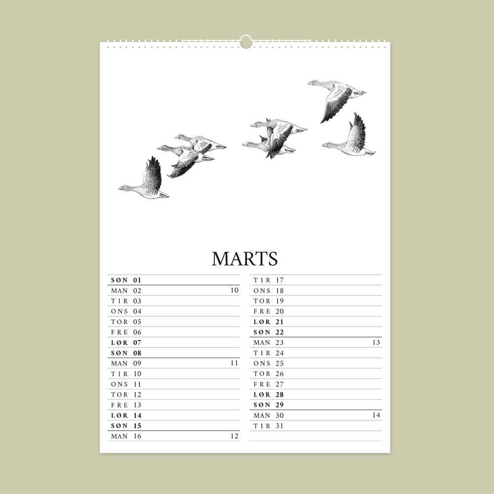 2026 kalender med dyr fra den danske natur. Marts er med grågæs.