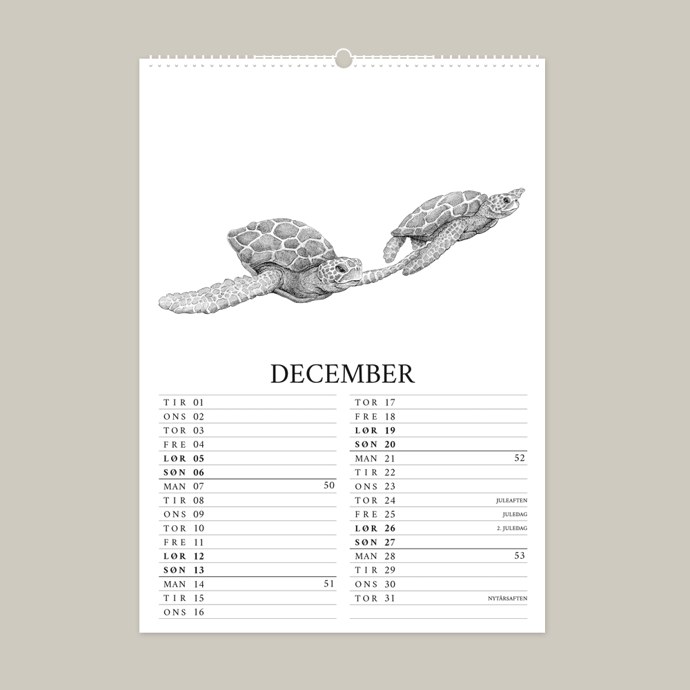 2026 kalender med fantastisk dyr fra Galapagos. December er med havskildpadde.