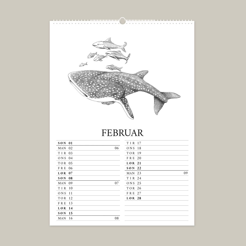 2026 kalender med fantastisk dyr fra Galapagos. Februar er med hvalhaj.