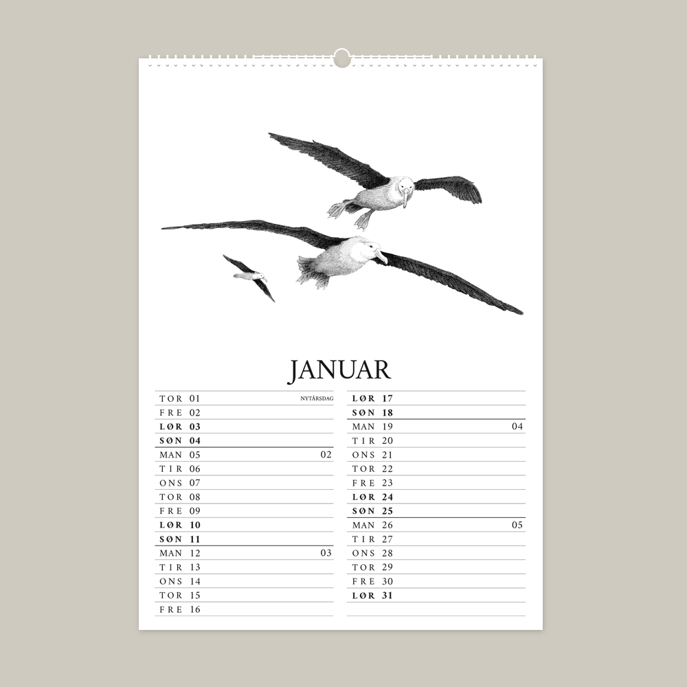 2026 kalender med fantastisk dyr fra Galapagos. Januar er med albatros.