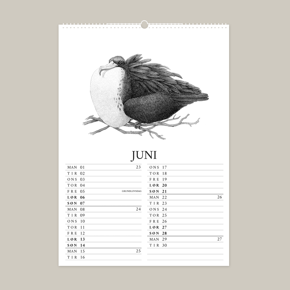 2026 kalender med fantastisk dyr fra Galapagos. Juni er med fregatfugl.