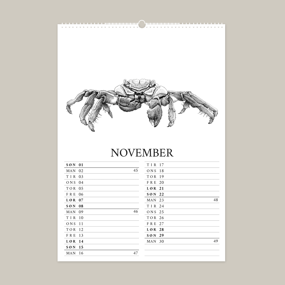 2026 kalender med fantastisk dyr fra Galapagos. November er med Sally Lightfoot krabbe.