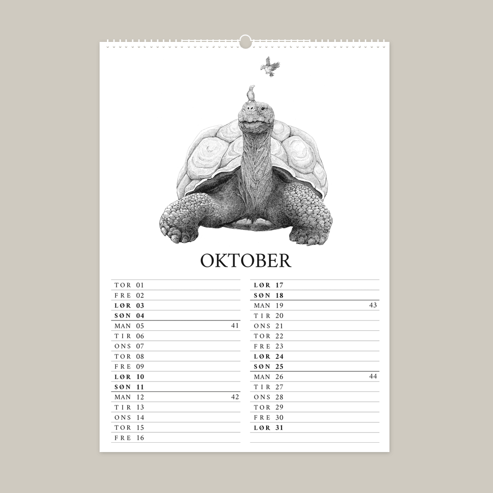 2026 kalender med fantastisk dyr fra Galapagos. Oktober er med galapagosskildpadde.