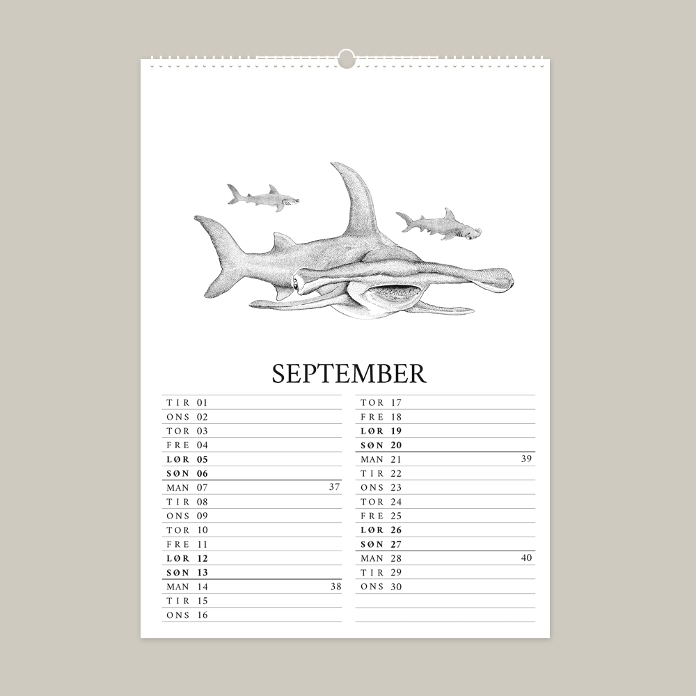 2026 kalender med fantastisk dyr fra Galapagos. September er med hammerhaj.