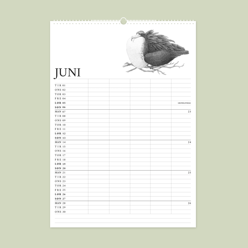 2027 familiekalender. Galapagos. 12 håndtegnede illustrationer af Bettina Lehmann.  Fregatfugl i juni