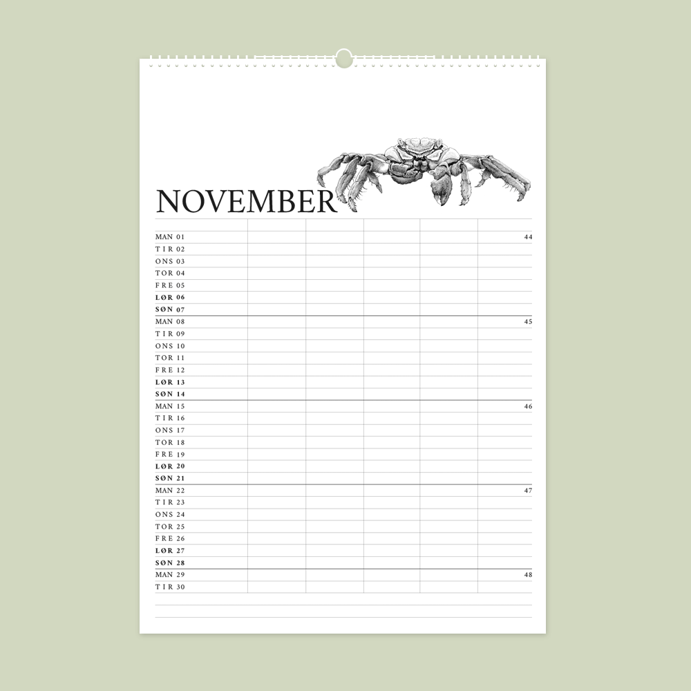 2027 familiekalender. Galapagos. 12 håndtegnede illustrationer af Bettina Lehmann. Sally Lightfoot krabbe i november