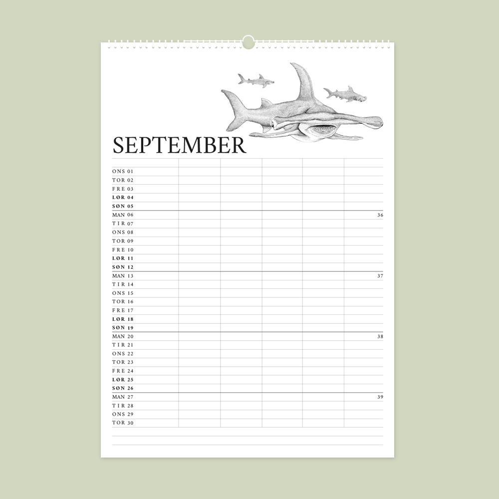 2027 familiekalender. Galapagos. 12 håndtegnede illustrationer af Bettina Lehmann.  Hammerhaj i september