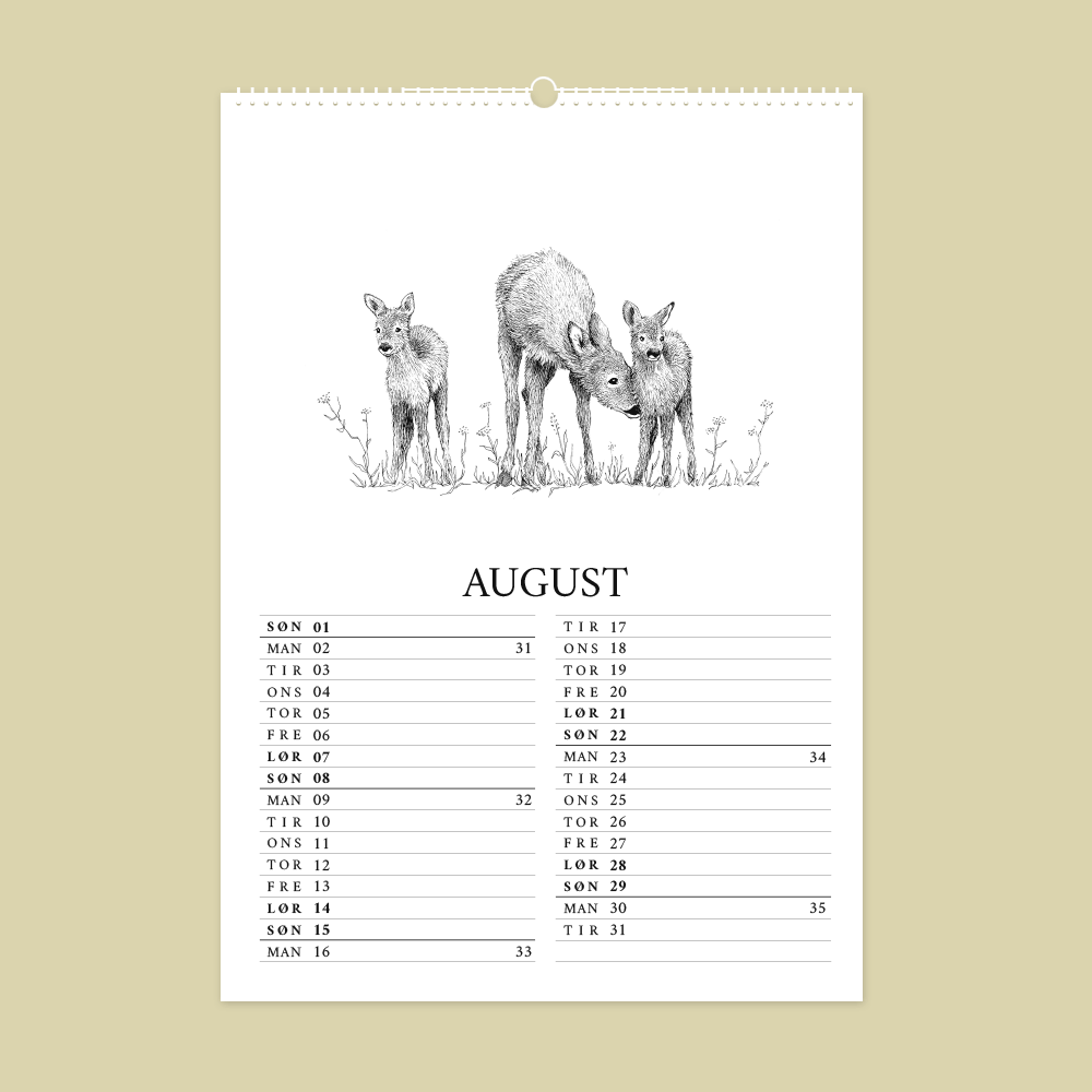 2027 kunstkalender. Dyr fra den danske natur. 12 håndtegnede illustrationer af Bettina Lehmann. Rådyr i august