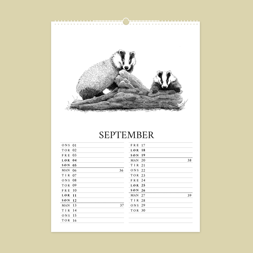 2027 kunstkalender. Dyr fra den danske natur. 12 håndtegnede illustrationer af Bettina Lehmann. Grævlinge i september