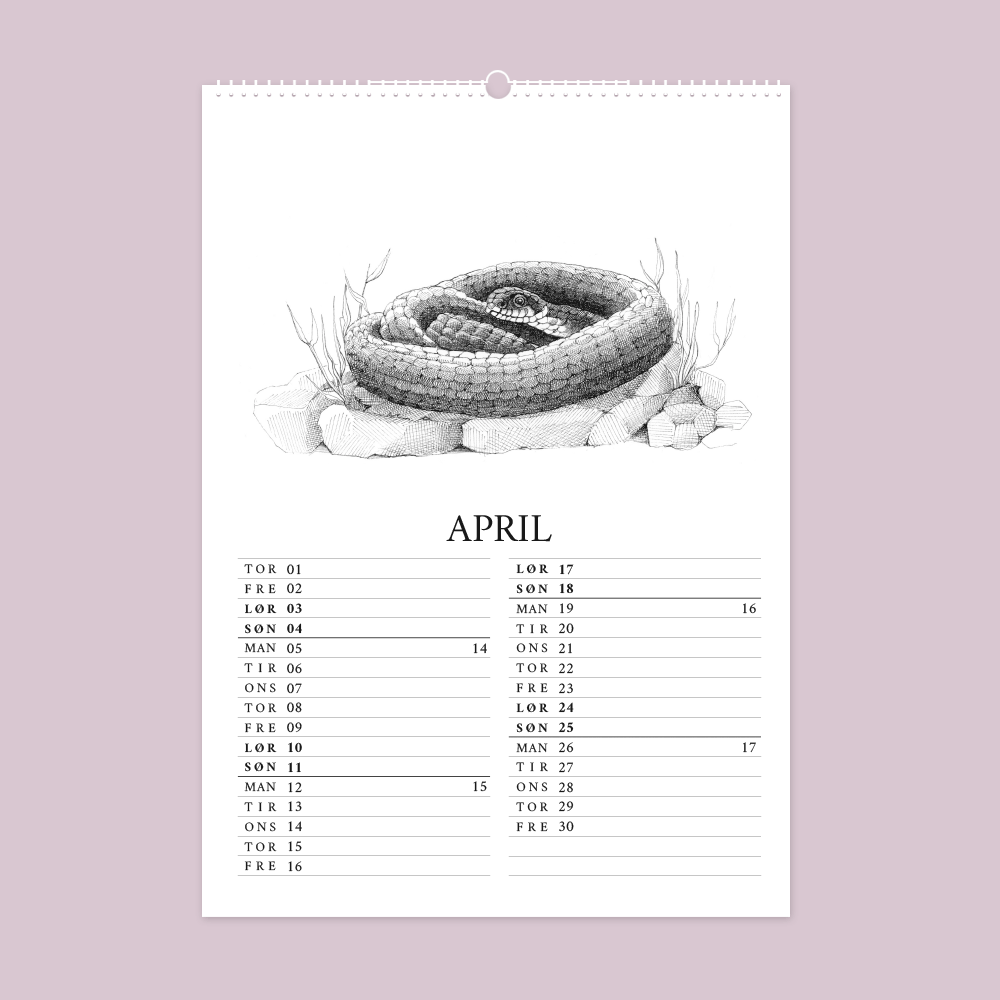 2027 kunstkalender. Livet i den vilde have. 12 håndtegnede illustrationer af Bettina Lehmann. Snog