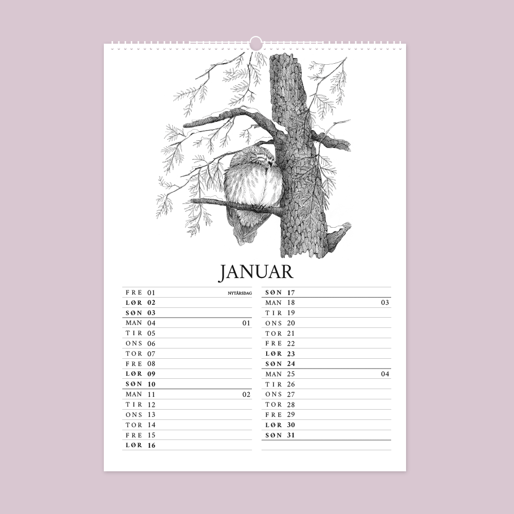 2027 kunstkalender. Livet i den vilde have. 12 håndtegnede illustrationer af Bettina Lehmann. Natugle