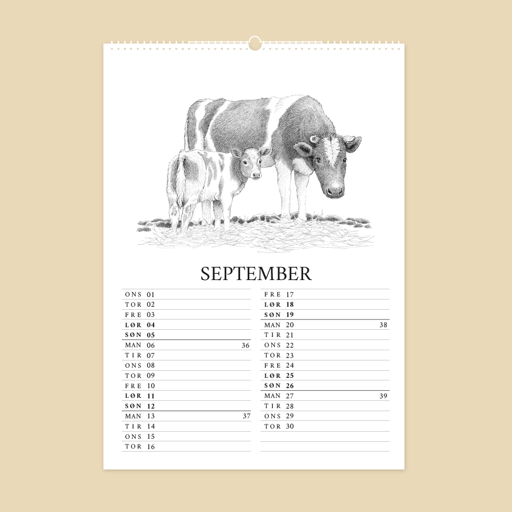 2027 kunstkalender. Livet på gården. 12 håndtegnede illustrationer af Bettina Lehmann. Ko og kalv