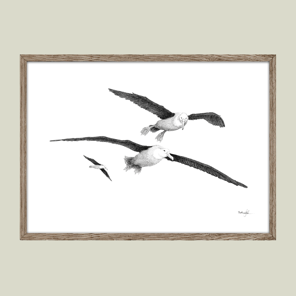 Håndtegnet sort-hvid plakat med albatrosser – detaljeret tuschtegning af fugle i flugt over havet.