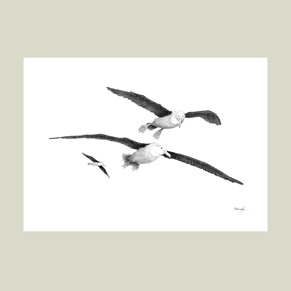 Håndtegnet sort-hvid plakat med albatrosser – detaljeret tuschtegning af fugle i flugt over havet.