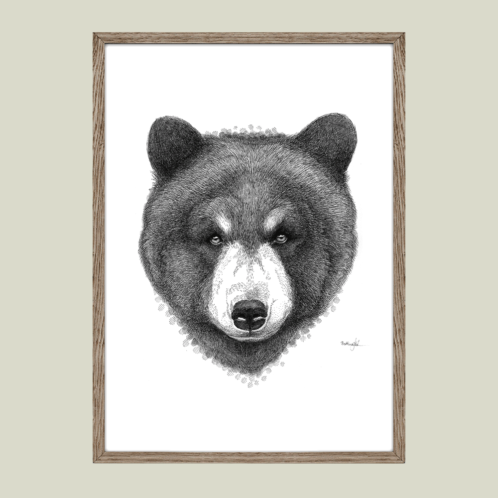 Håndtegnet sort-hvid plakat med bjørn – detaljeret tuschtegning af bjørnehoved med roligt udtryk.