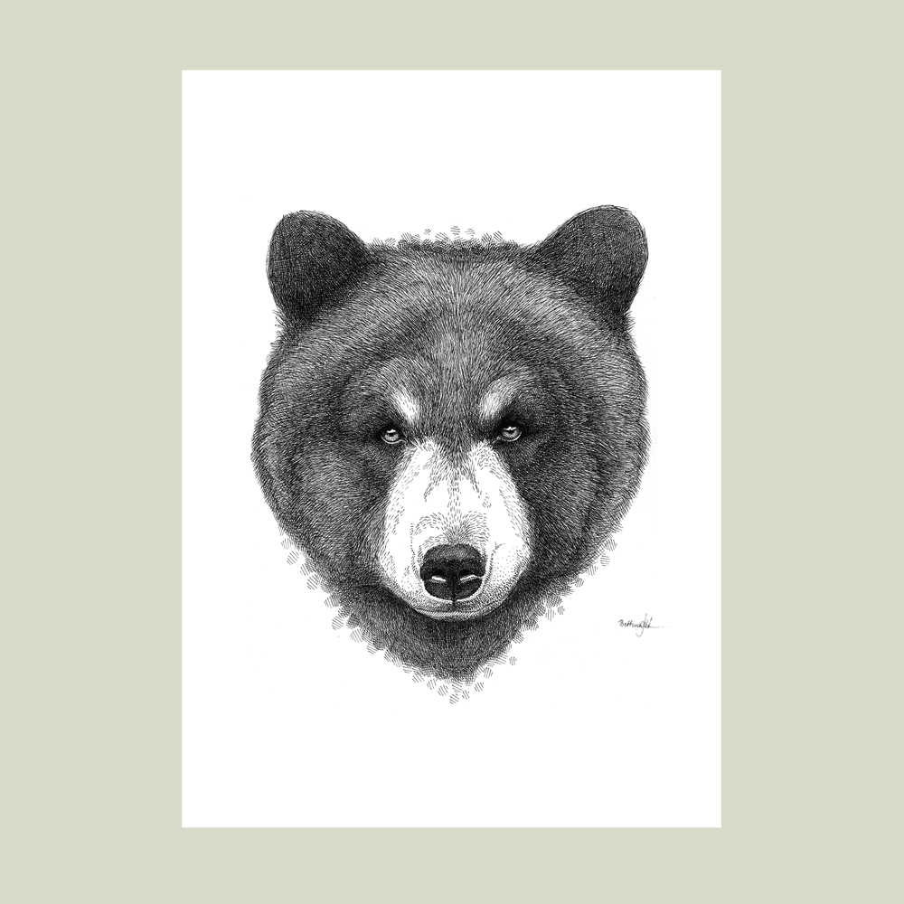 Håndtegnet sort-hvid plakat med bjørn – detaljeret tuschtegning af bjørnehoved med roligt udtryk.