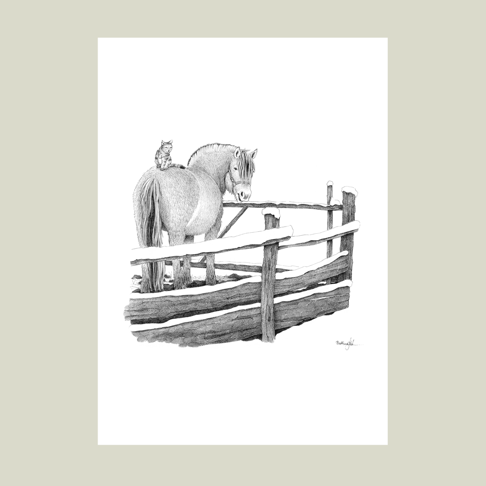 Håndtegnet sort-hvid illustration af en fjordhest med en kat på ryggen, stående i en fold omkranset af hegn. Et roligt og nærværende motiv.