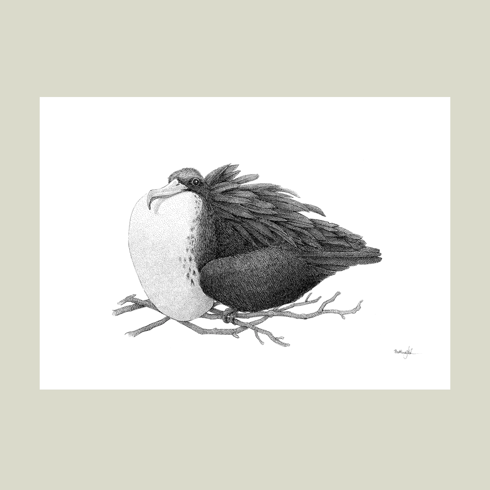 Håndtegnet sort-hvid plakat med fregatfugl – detaljeret tuschtegning af fregatfugl med oppustet bryst på gren.