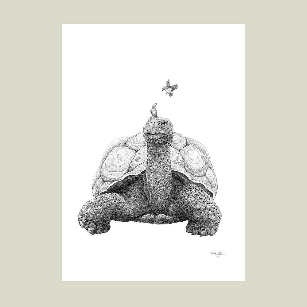 Håndtegnet sort-hvid plakat med skildpadde og fugl – detaljeret tuschtegning, der viser naturens samarbejde.