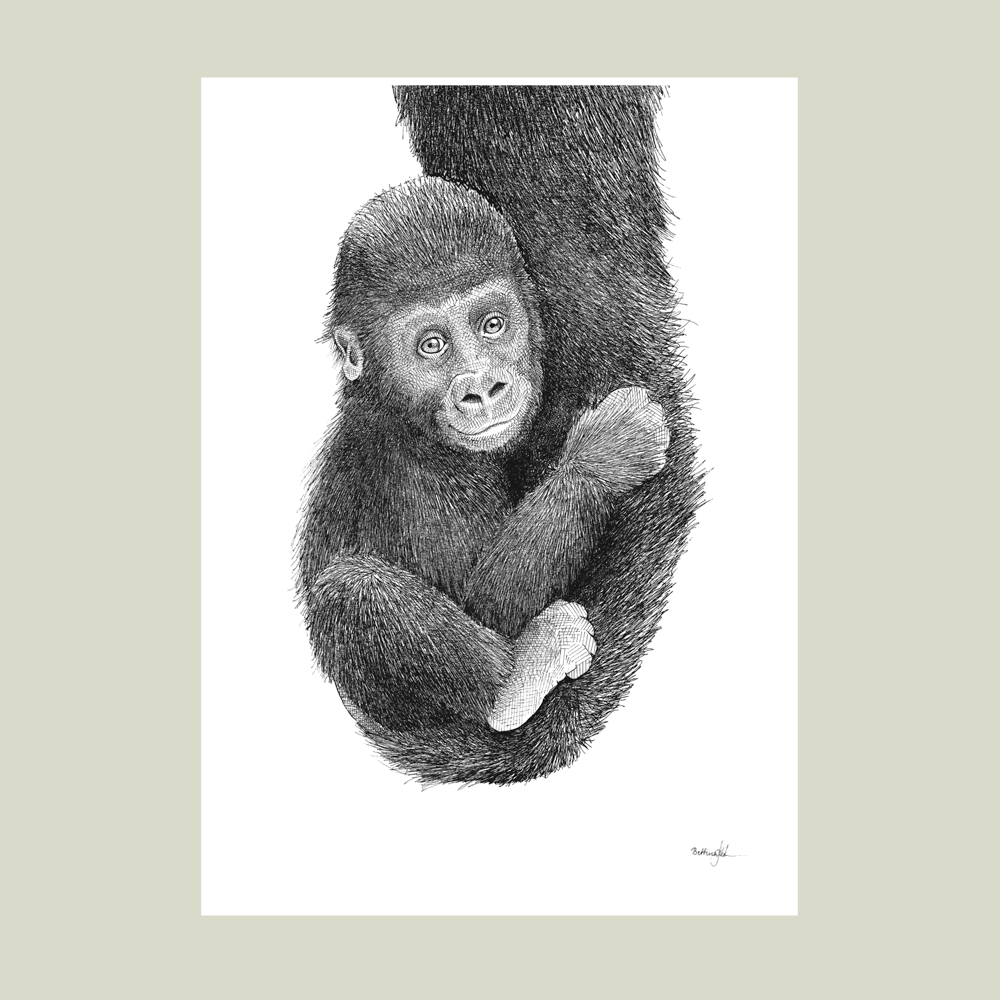 Håndtegnet sort-hvid plakat med gorillaunge – detaljeret tuschtegning af lille abe, der holder fast i sin mor.