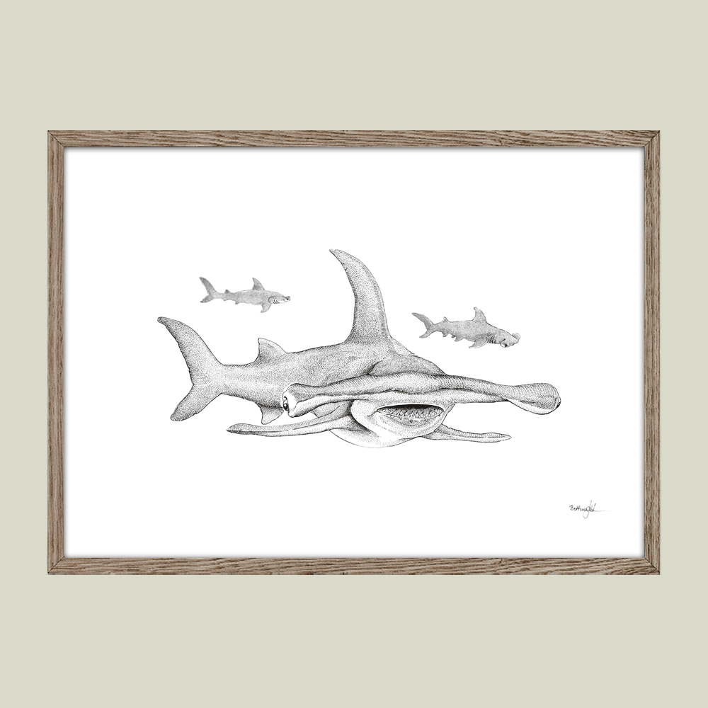 Håndtegnet sort-hvid plakat med hammerhaj – detaljeret tuschtegning af hammerhajer i bevægelse.