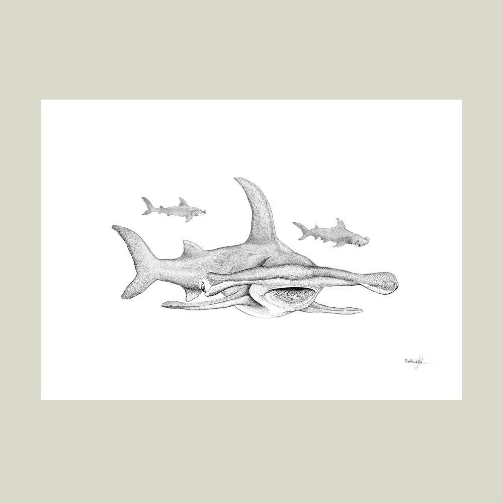 Håndtegnet sort-hvid plakat med hammerhaj – detaljeret tuschtegning af hammerhajer i bevægelse.