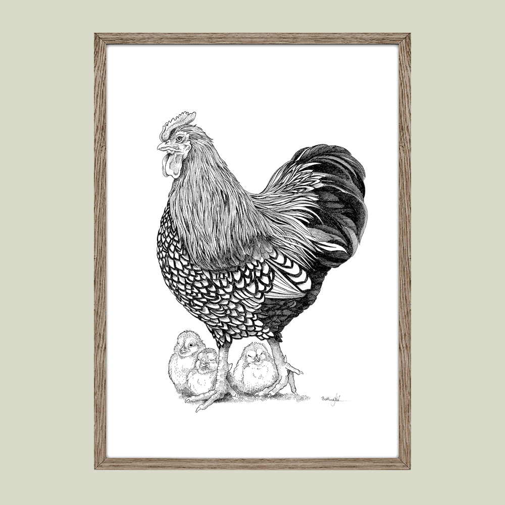 Håndtegnet plakat med hane og kylling i trygt samvær. Et overraskende og hjertevarmt motiv fra livet på landet.